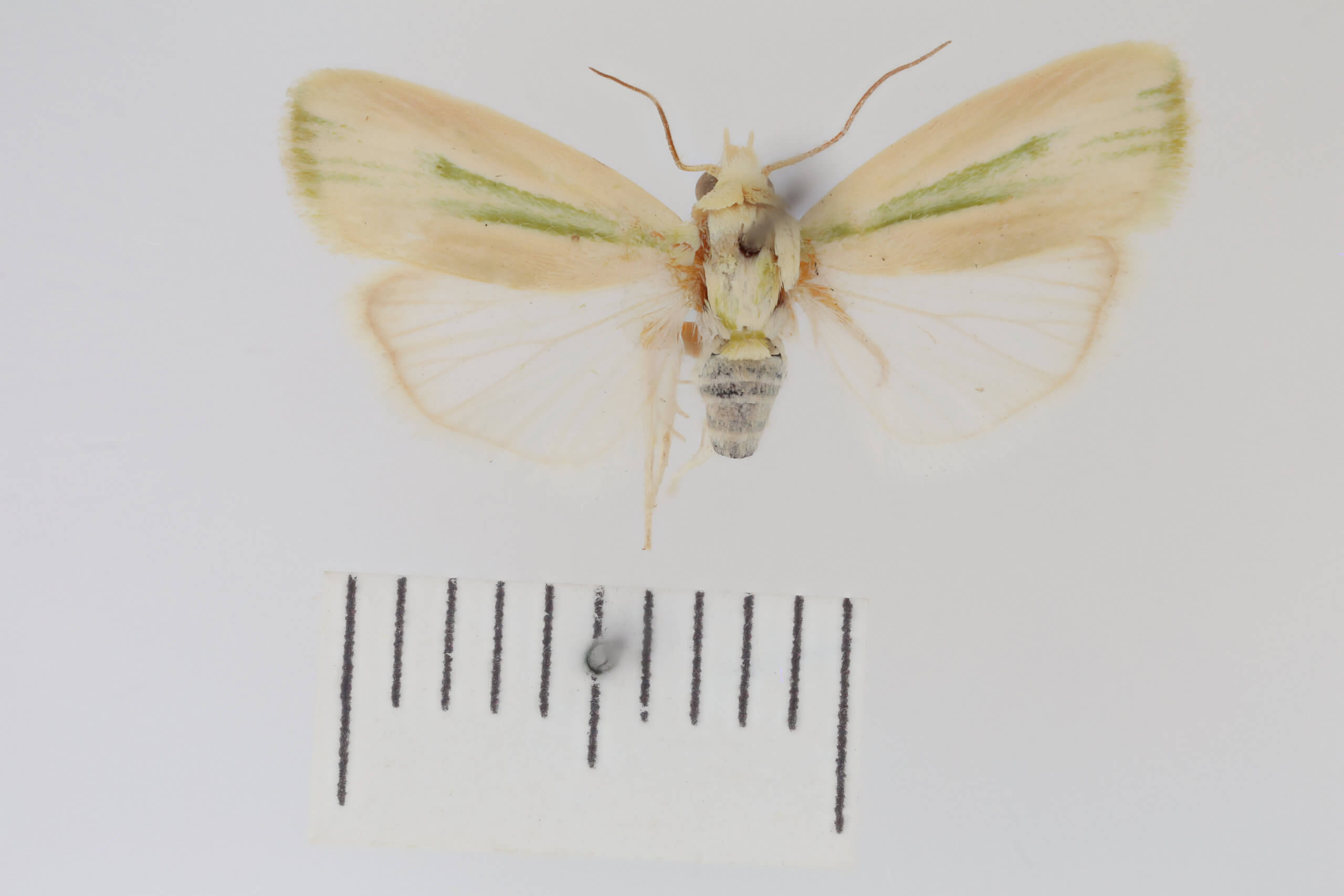 dorsal view of adult Earias