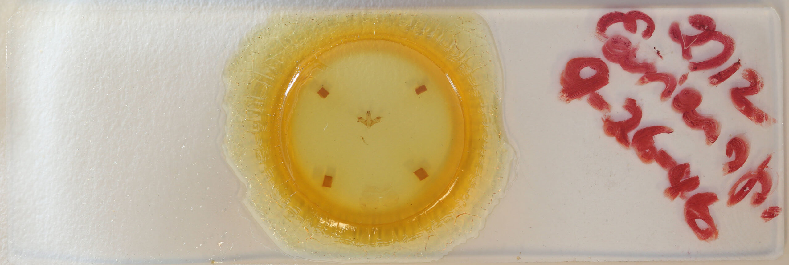 slide view of adult Earias