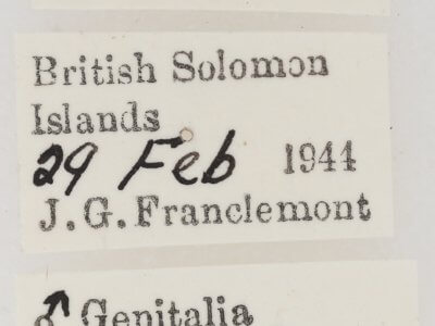 label view of adult Ariola triangulifera