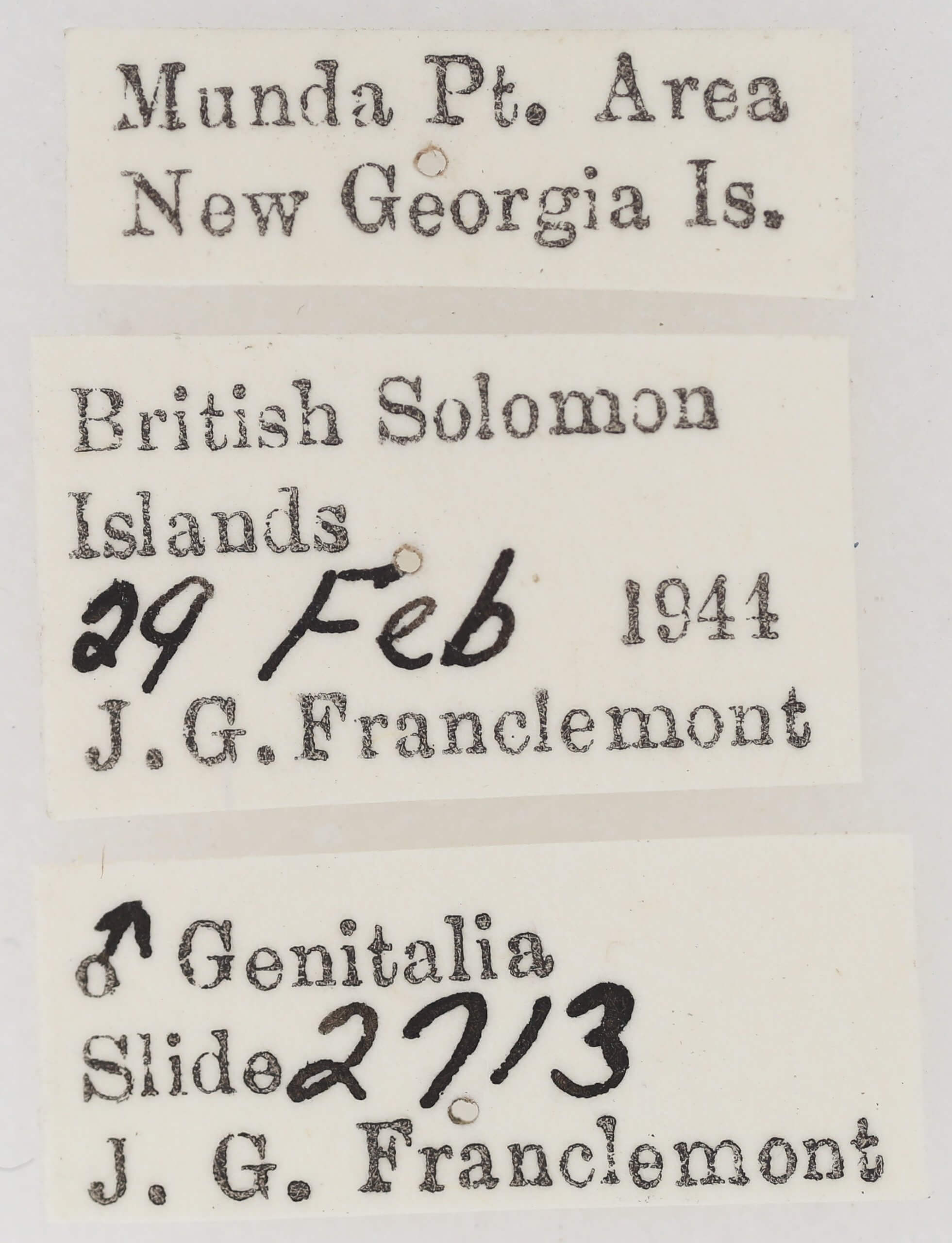 label view of adult Ariola triangulifera