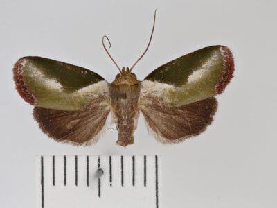 dorsal view of adult Ariola triangulifera
