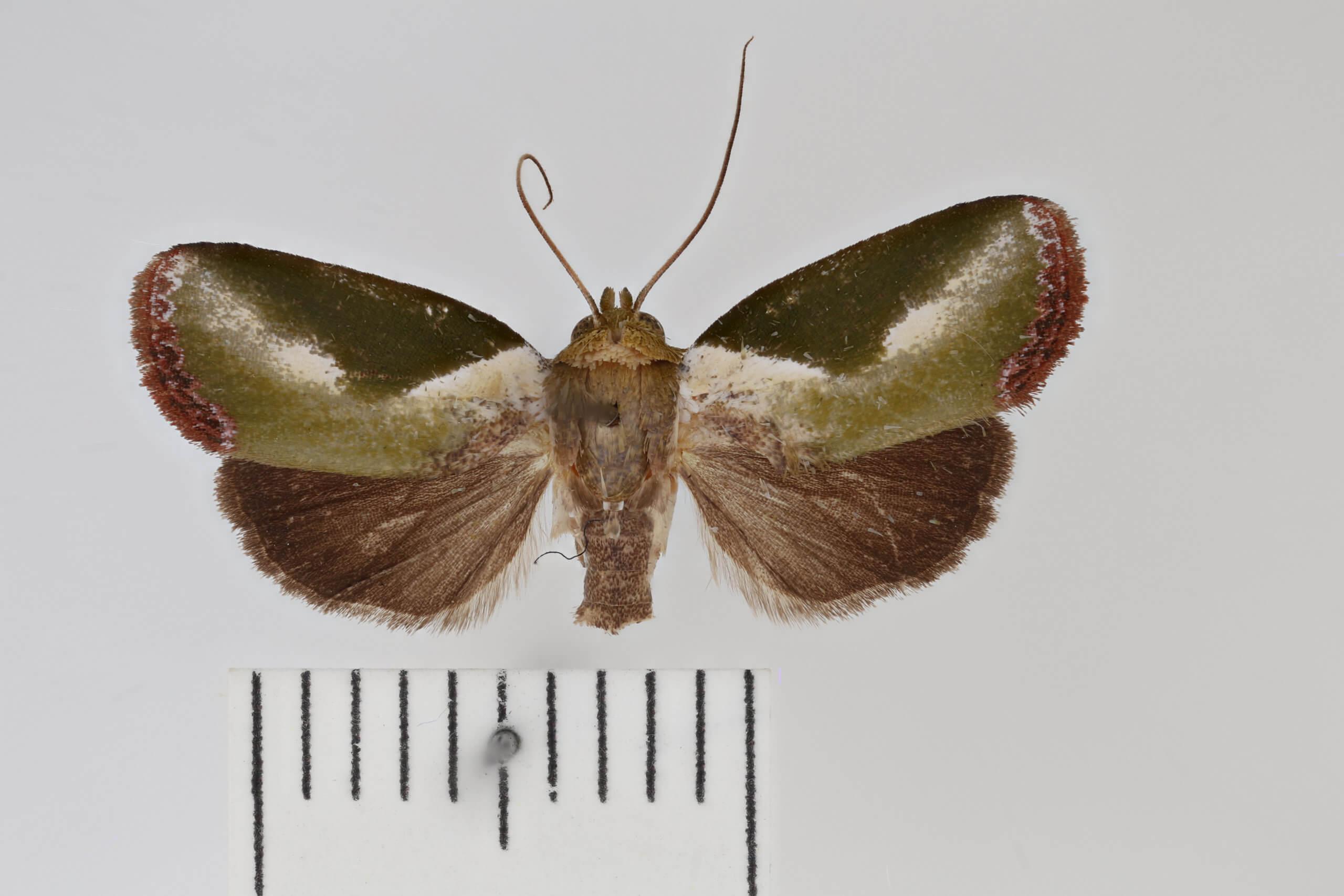 dorsal view of adult Ariola triangulifera