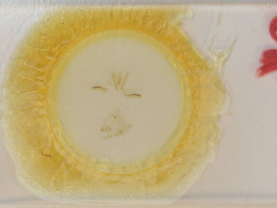 slide view of adult Ariola triangulifera