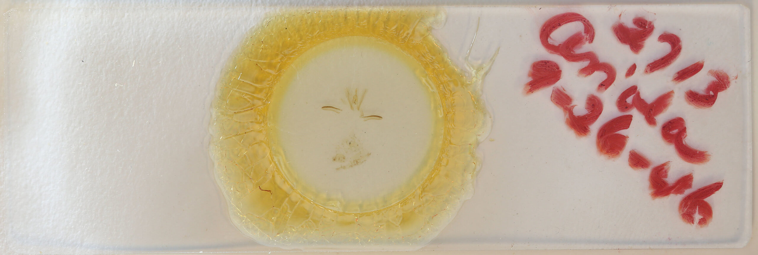 slide view of adult Ariola triangulifera