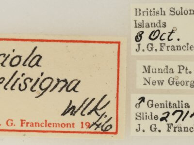 label view of adult Ariola coelisigna