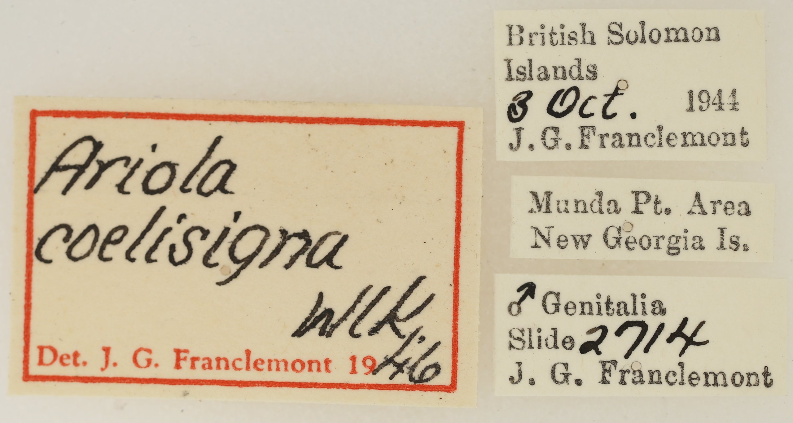 label view of adult Ariola coelisigna