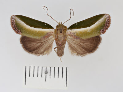 dorsal view of adult Ariola coelisigna