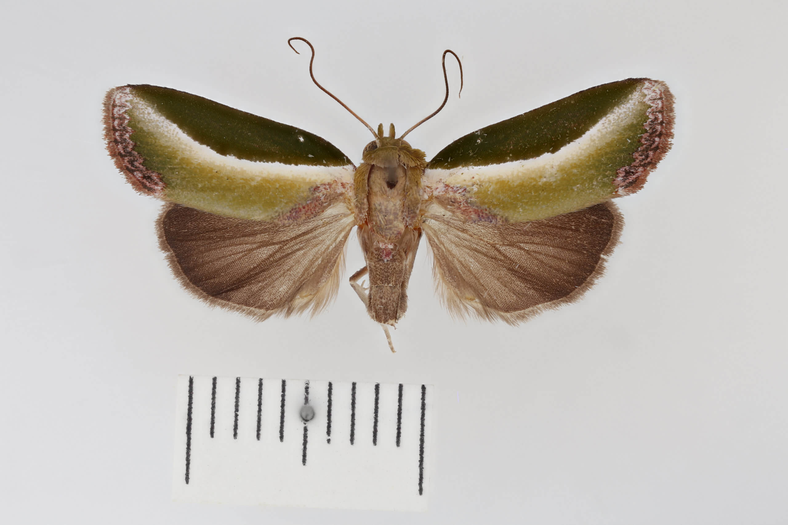 dorsal view of adult Ariola coelisigna