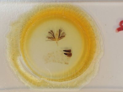 slide view of adult Ariola coelisigna