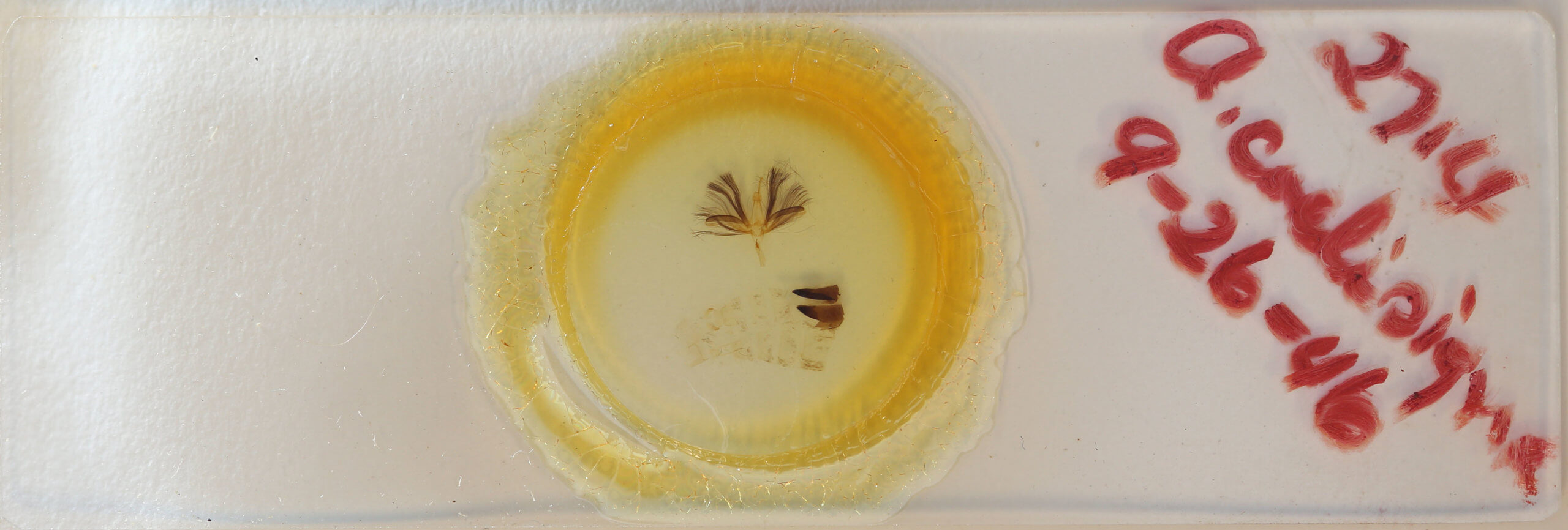 slide view of adult Ariola coelisigna