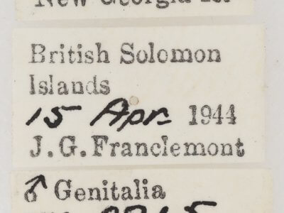 label view of adult Ariola triangulifera