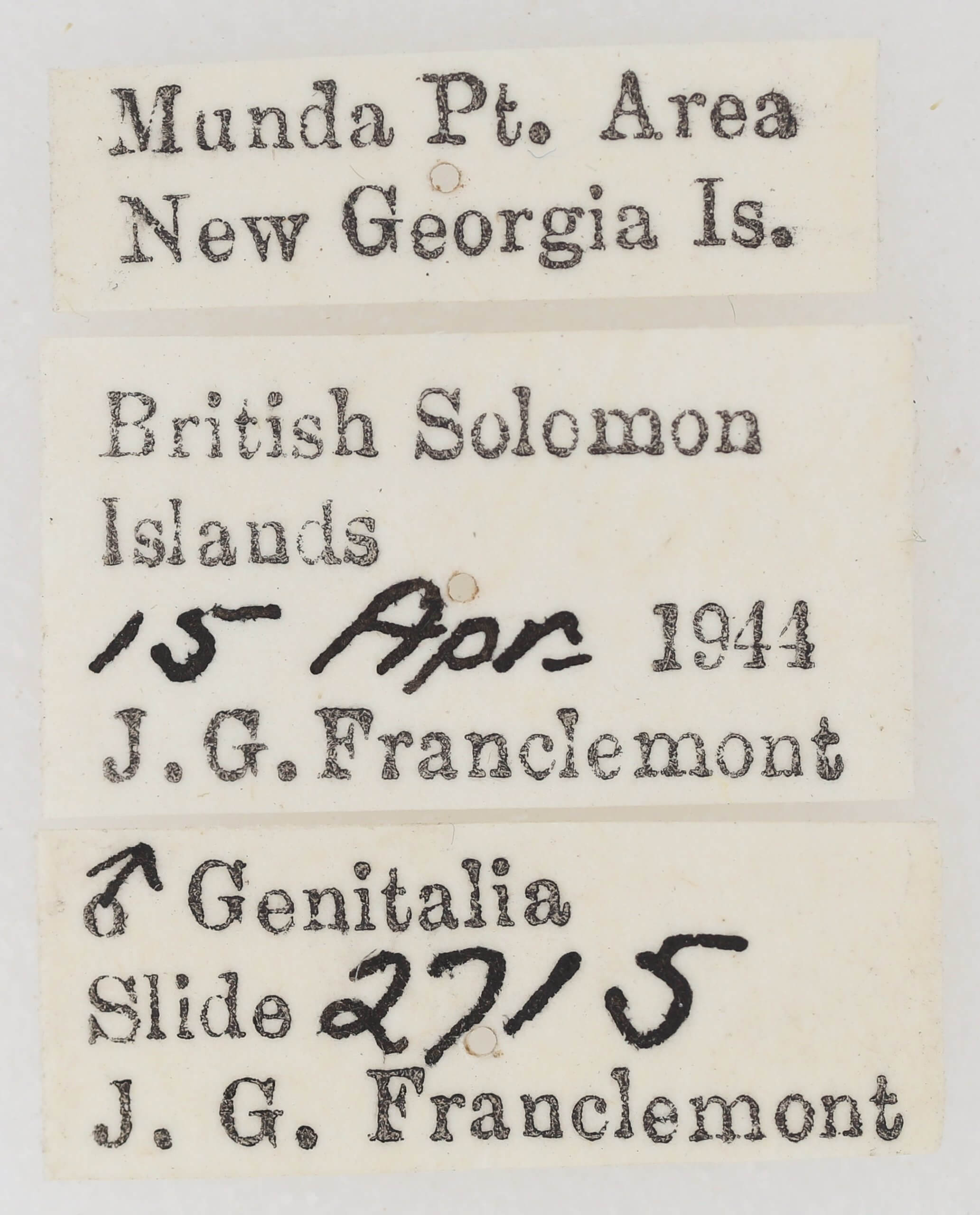 label view of adult Ariola triangulifera