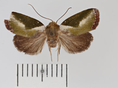 dorsal view of adult Ariola triangulifera