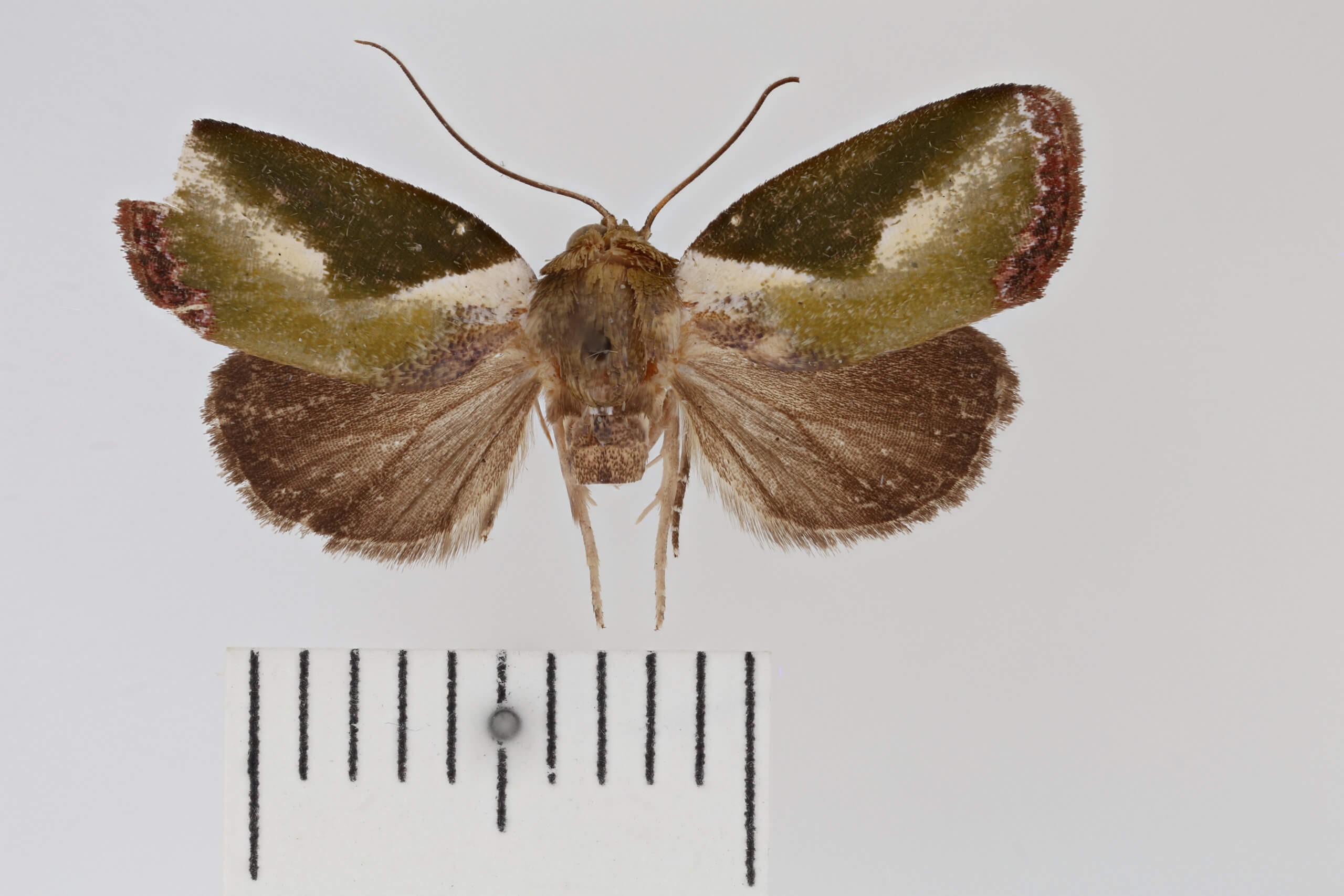 dorsal view of adult Ariola triangulifera