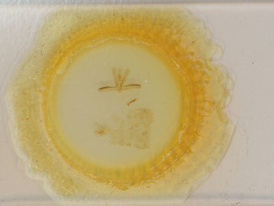 slide view of adult Ariola triangulifera