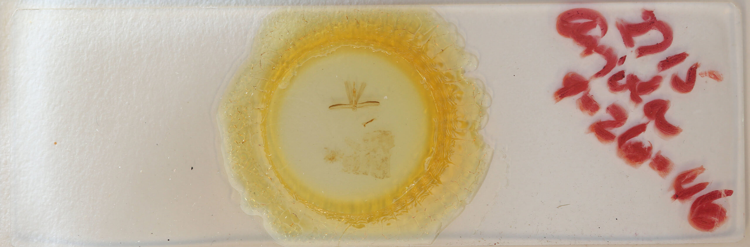 slide view of adult Ariola triangulifera