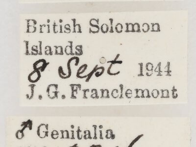 label view of adult Garella