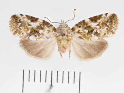 dorsal view of adult Garella