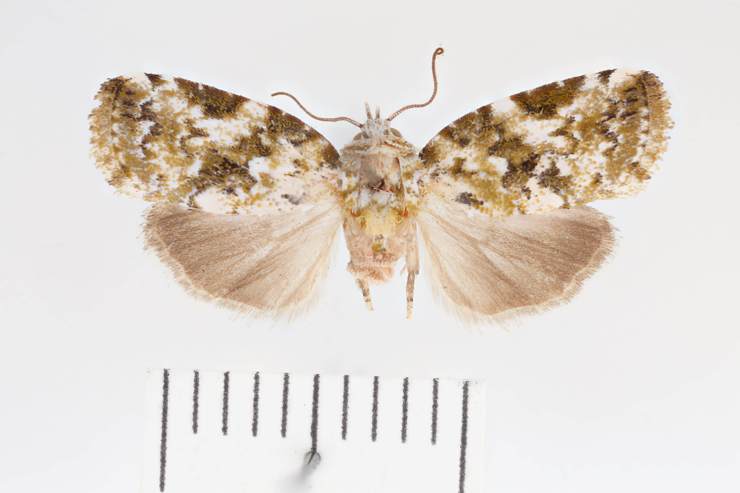 dorsal view of adult Garella