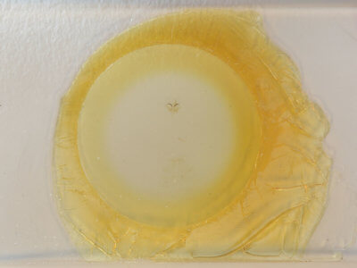 slide view of adult Garella