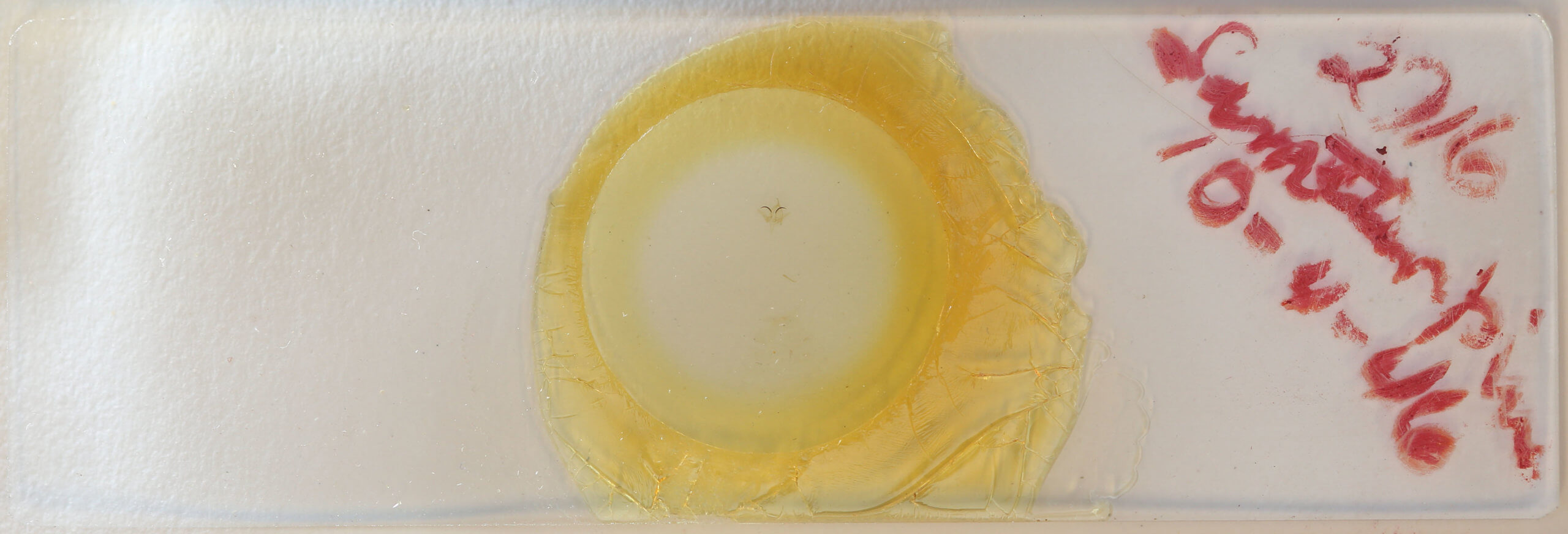 slide view of adult Garella