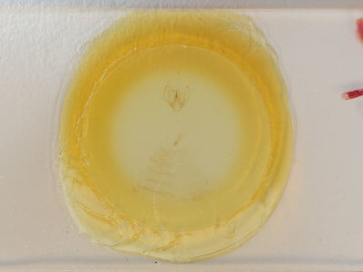 slide view of adult Gyrtona polionota