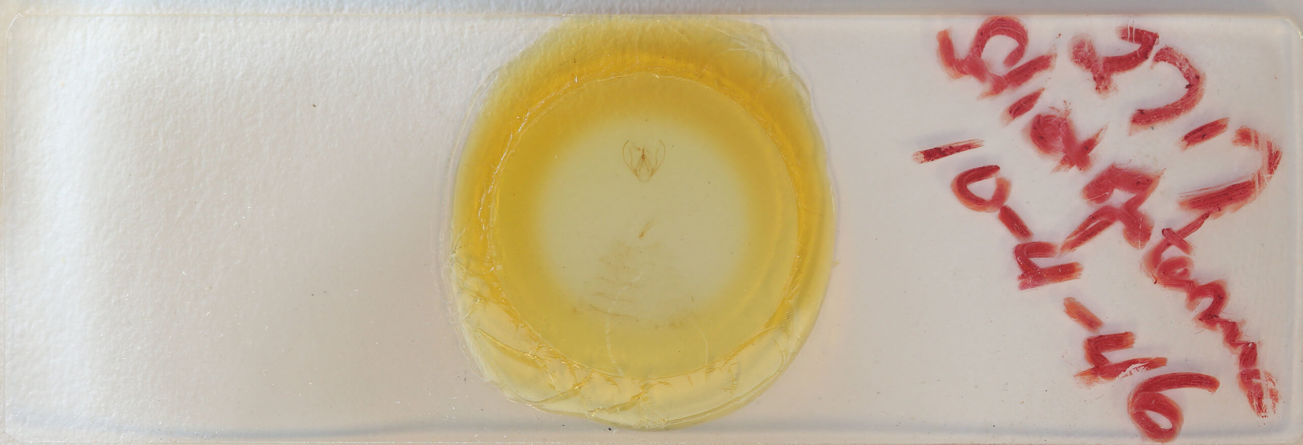 slide view of adult Gyrtona polionota