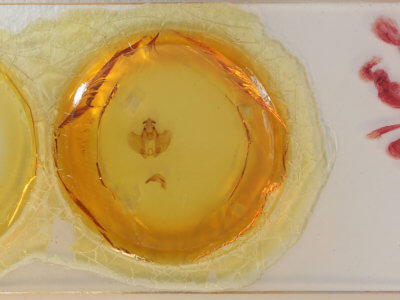 slide view of adult Zanola verago