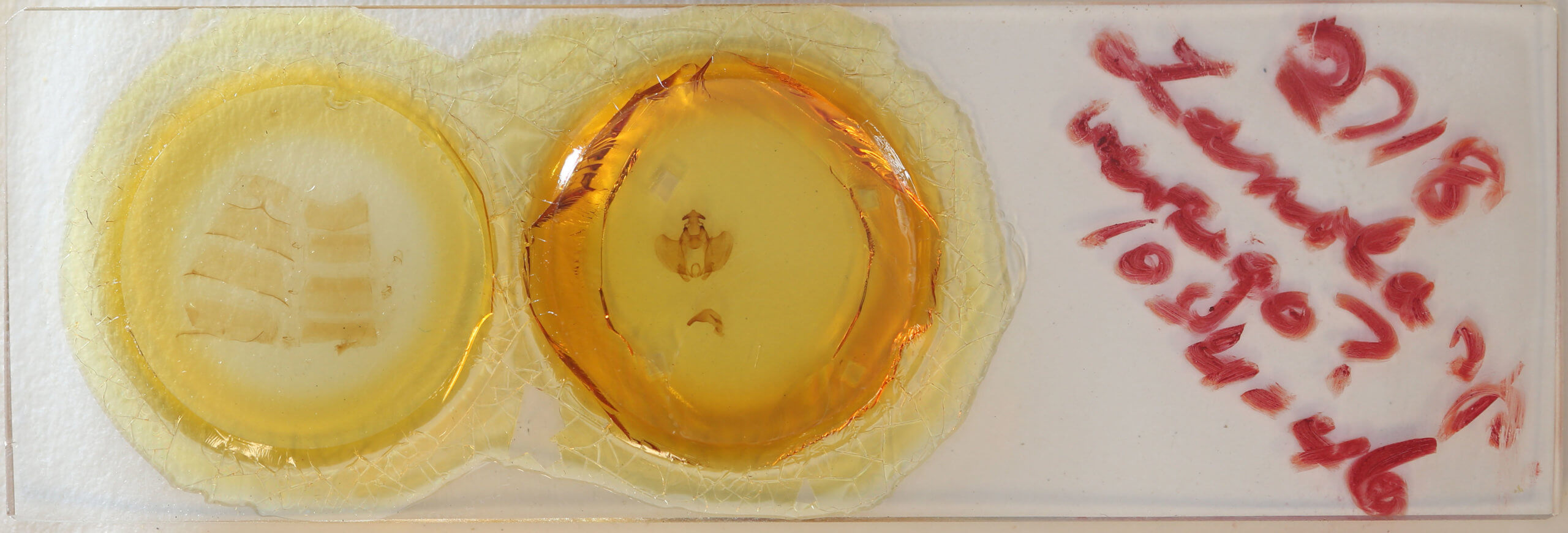 slide view of adult Zanola verago