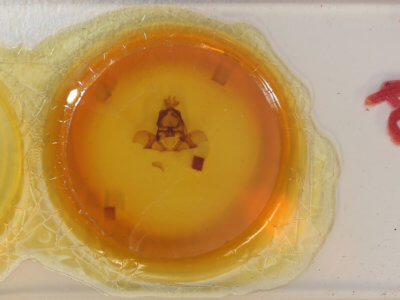 slide view of adult Arotros striata