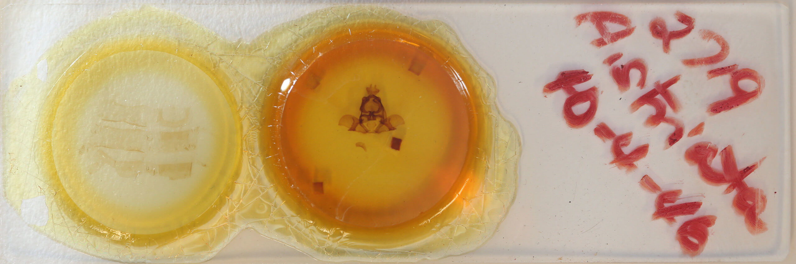 slide view of adult Arotros striata