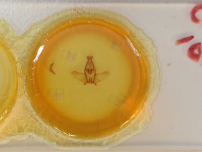 slide view of adult Ephoria lilacina