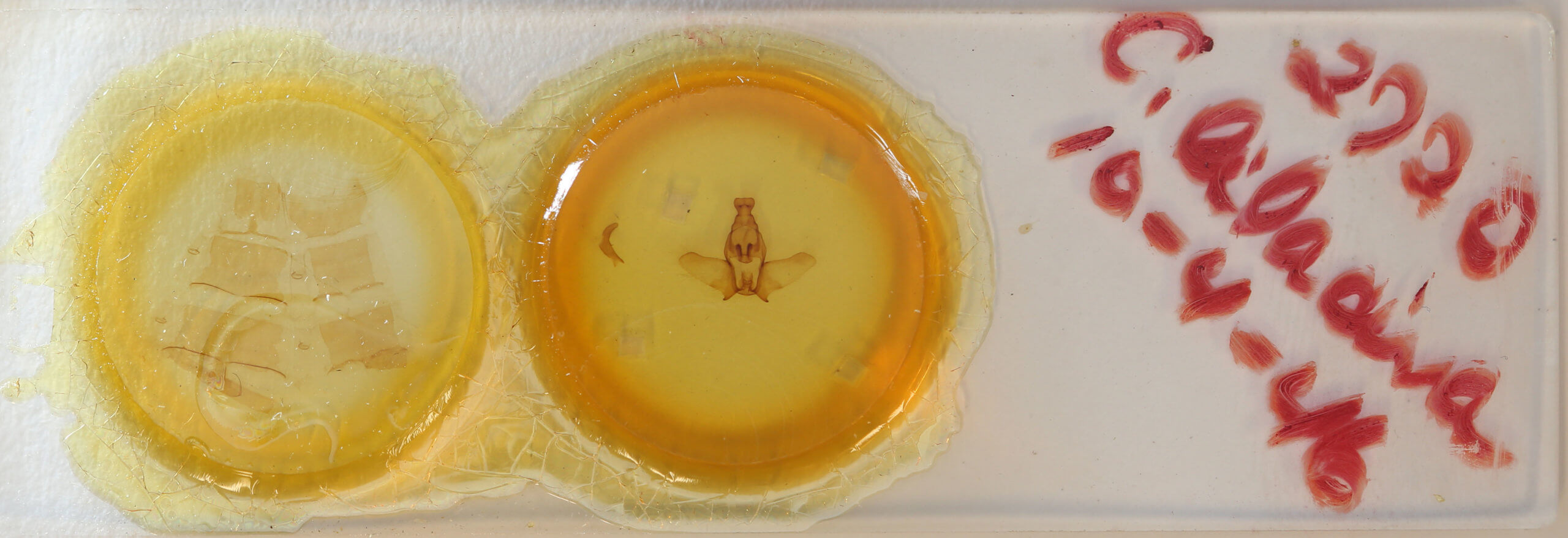 slide view of adult Ephoria lilacina