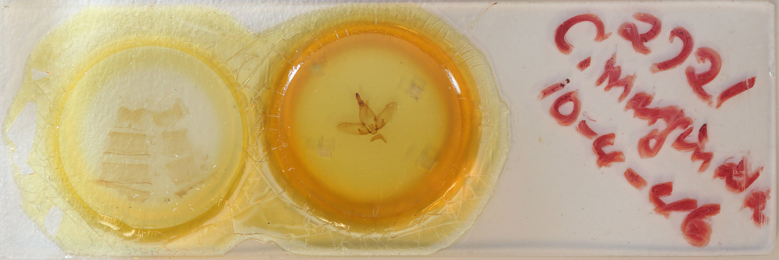 slide view of adult Colobata