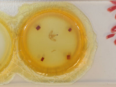 slide view of adult Prothysana felderi