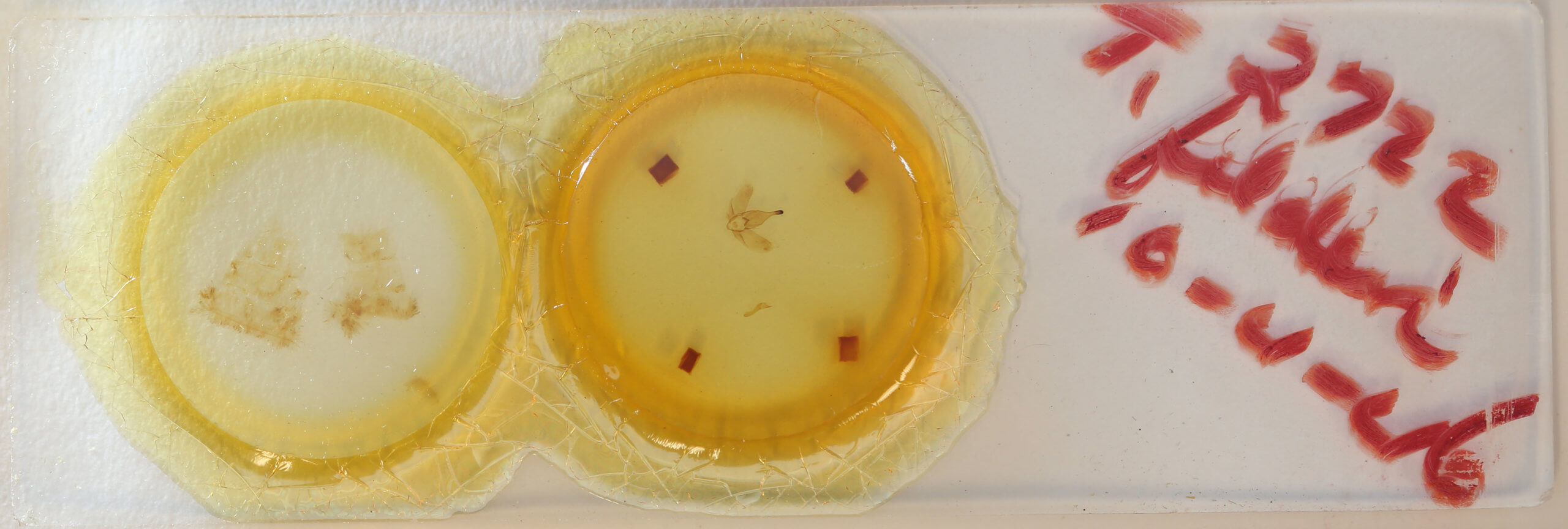 slide view of adult Prothysana felderi