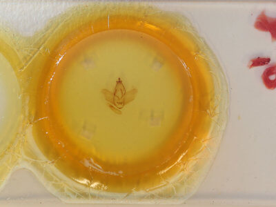 slide view of adult Zanola impedita