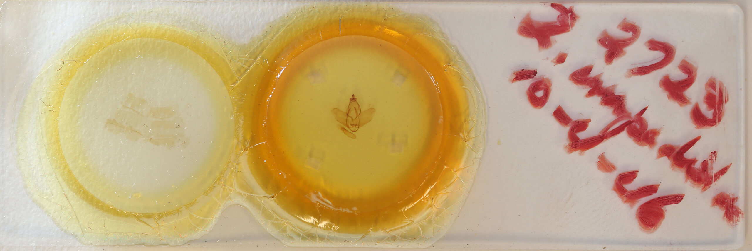 slide view of adult Zanola impedita