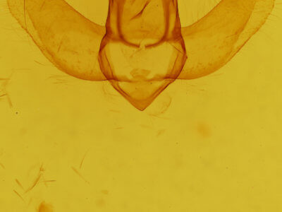 genitalia view of adult Lepidoptera
