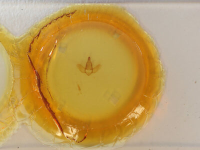 slide view of adult Lepidoptera