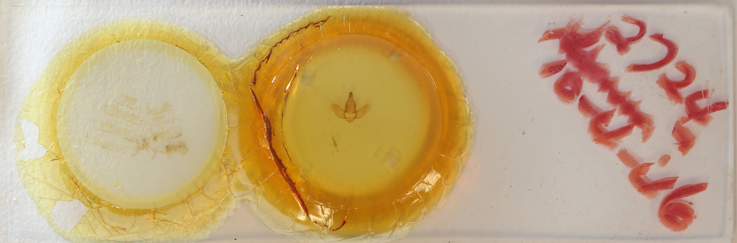 slide view of adult Lepidoptera