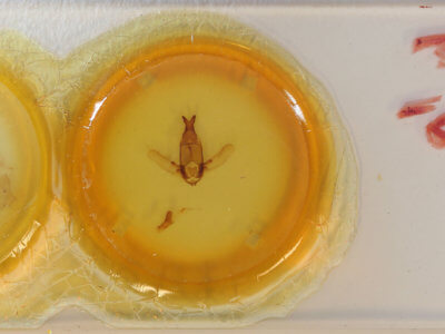 slide view of adult Apatelodes kotzschi