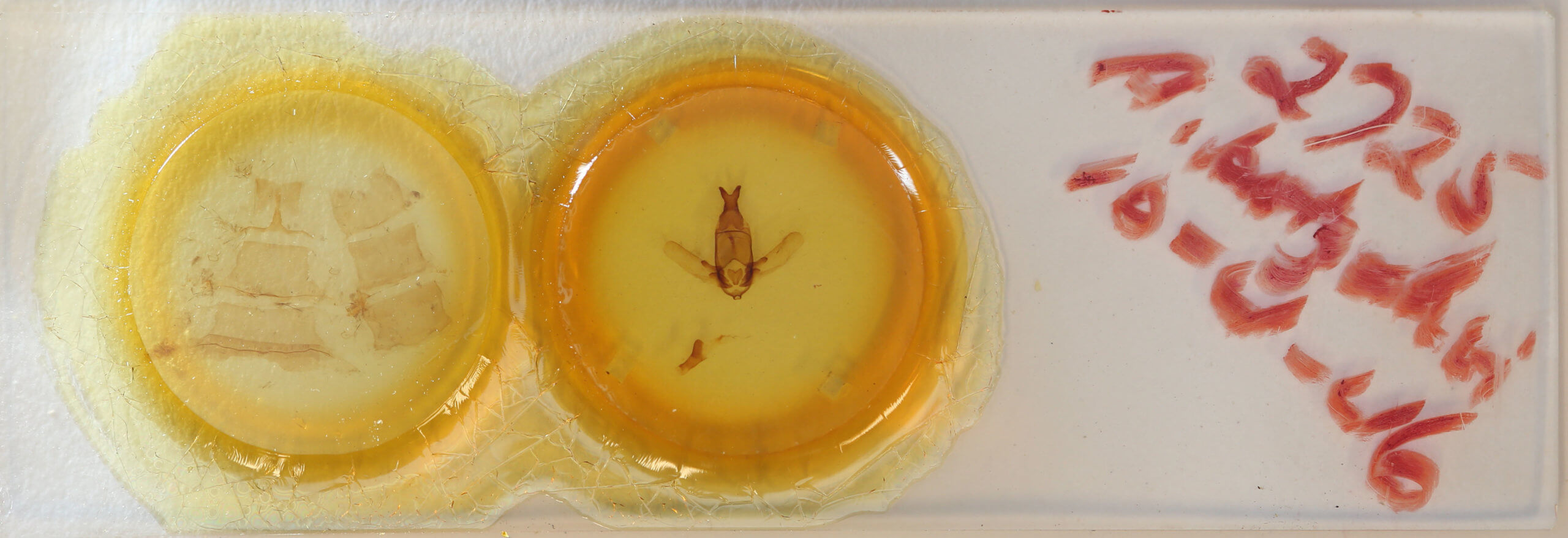 slide view of adult Apatelodes kotzschi