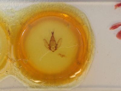 slide view of adult Apatelodes pandarioides