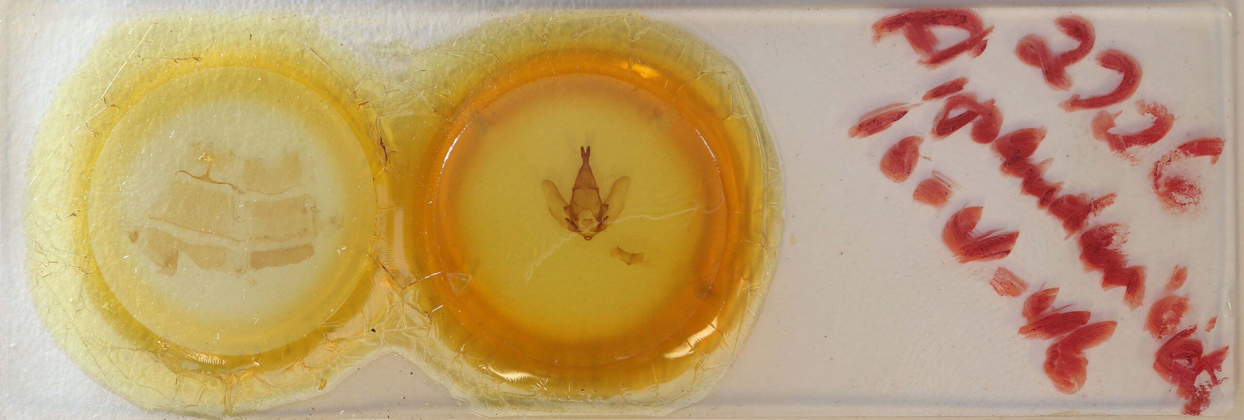 slide view of adult Apatelodes pandarioides