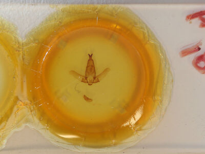 slide view of adult Apatelodes pandara?