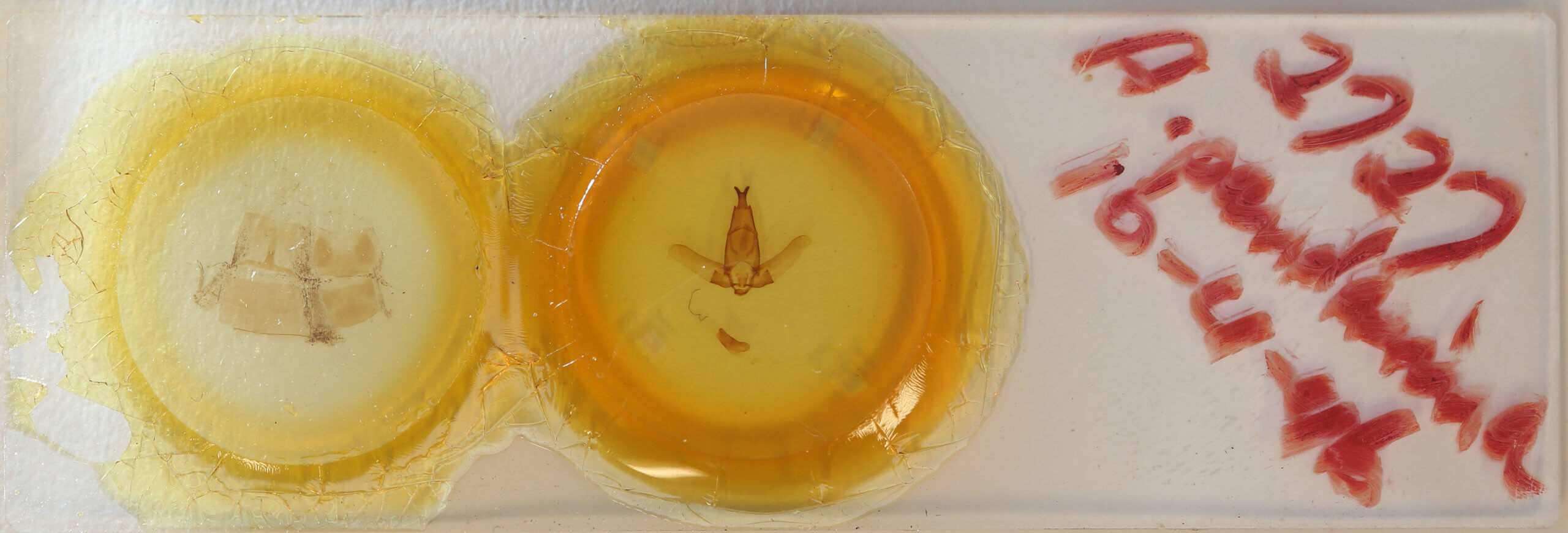 slide view of adult Apatelodes pandara?