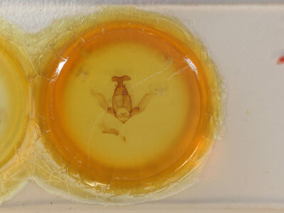 slide view of adult Apatelodes diana