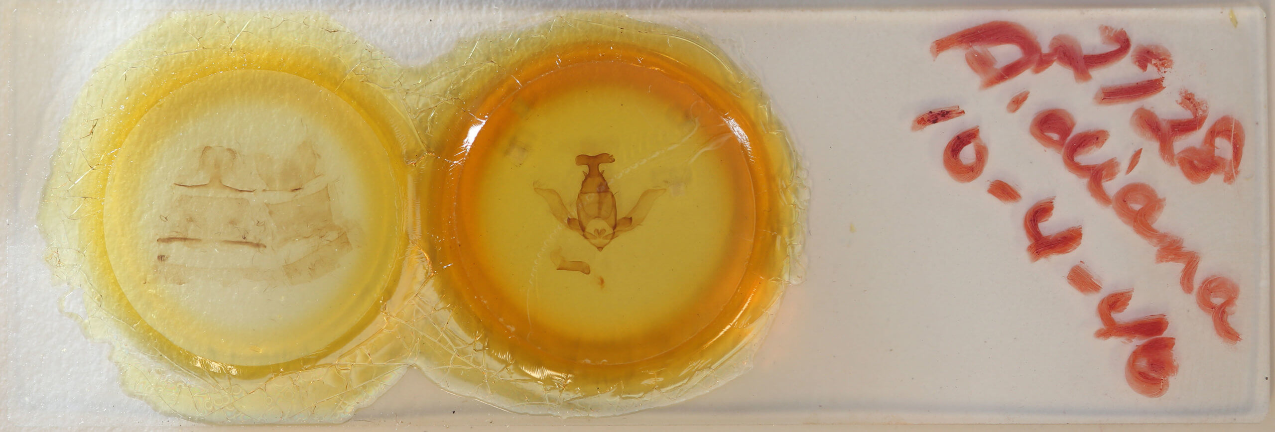 slide view of adult Apatelodes diana