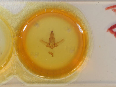 slide view of adult Apatelodes pandara